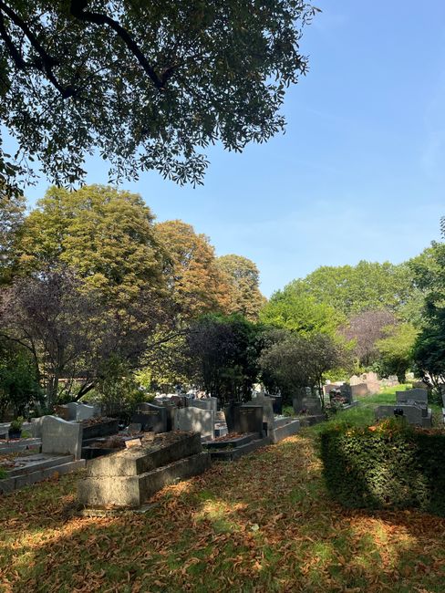 A peaceful graveyard scene within a residential area, featuring multiple headstones made of stone and concrete arranged in rows among well-maintained grass and shrubbery. Tall, leafy trees with green and purple foliage cast dappled shade over the area, with a clear blue sky overhead. The setting appears quiet and orderly, suitable for home relocation or moving services that require careful access and planning near Highgate Cemetery. In the background, there's a pathway or clearing with additional gravestones, and low stone walls border parts of the site. The image captures the natural surroundings and calm environment of the historic cemetery, emphasizing the importance of precision during furniture transport and packing for nearby house removals, as handled by Man with Van Dartmouth Park.