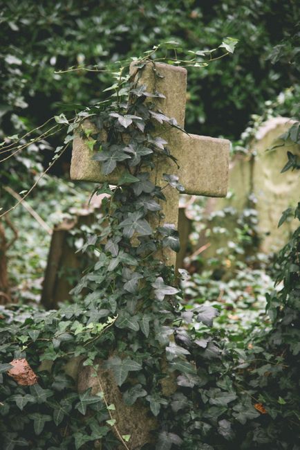 A weathered stone cross monument is partially covered by dense ivy with dark green, glossy leaves, situated outdoors among overgrown foliage. Surrounding the cross are various plants and shrubs, creating a natural, slightly overgrown environment. The background features more greenery and blurred plant life, indicating a garden or graveyard setting. The scene appears to be in daylight, with natural lighting highlighting the textures of the stone and plant surfaces. This image could relate to the context of house removals or estate clearing in a historic or outdoor setting, as part of careful packing or transportation processes under the services offered by Man with Van Dartmouth Park.